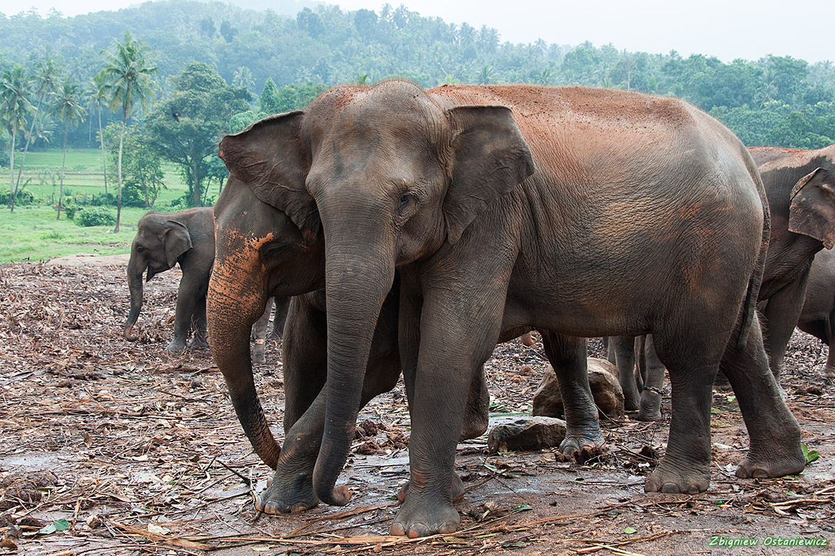 Słoń indyjski (Elephas maximus) - Sri Lanka - sierociniec słoni