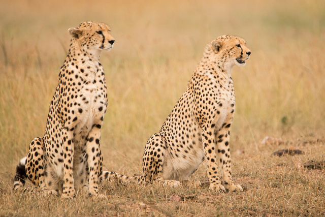 Gepard (Acinonyx) - Kenia