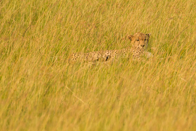 Gepard (Acinonyx) - Kenia