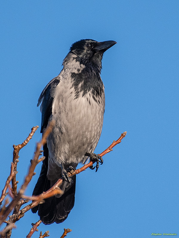 Wrona  (Corvus corone)