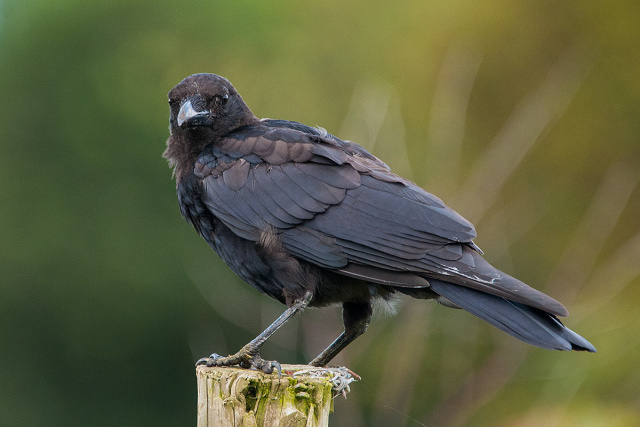 Czarnowron (Corvus corone) - Anglia