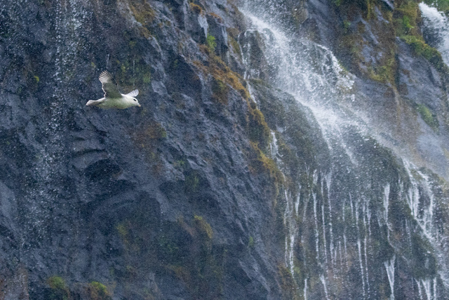 Fulmar  (Fulmarus glacialis) - Islandia
