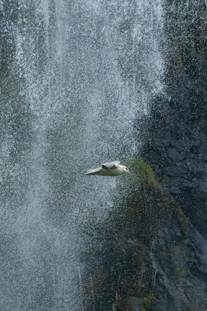 Fulmar  (Fulmarus glacialis) - Islandia