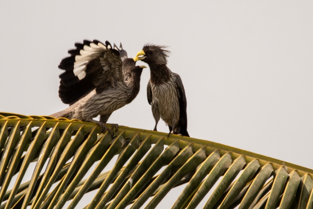 Hałaśnik kreskowany (Crinifer piscator) - Gambia 