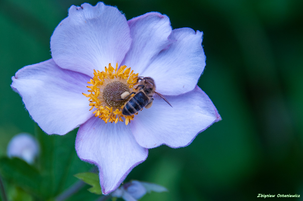 Pszczoła miodna (Apis mellifera) 