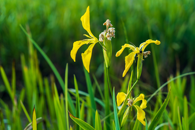 Kosaćce żółte, irysy (Iris pseudacorus L.) 