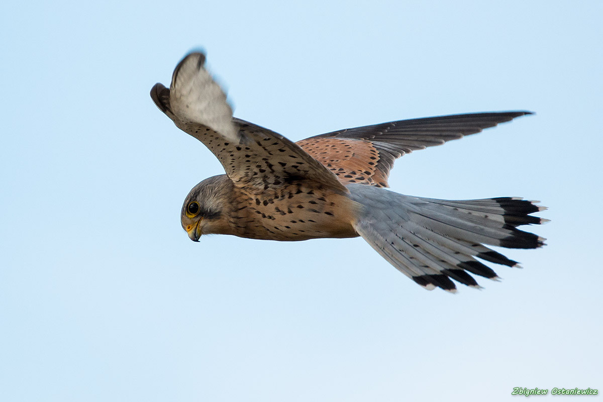 Pustułka (Falco tinnunculus) 