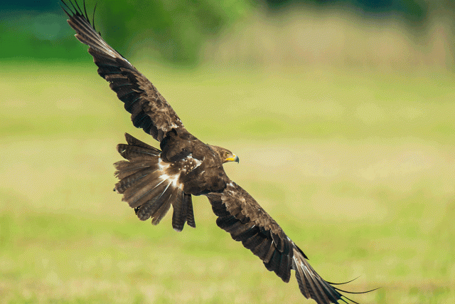 Orlik krzykliwy (Aquila pomarina)