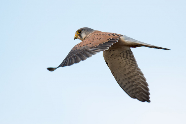 Pustułka (Falco tinnunculus) 