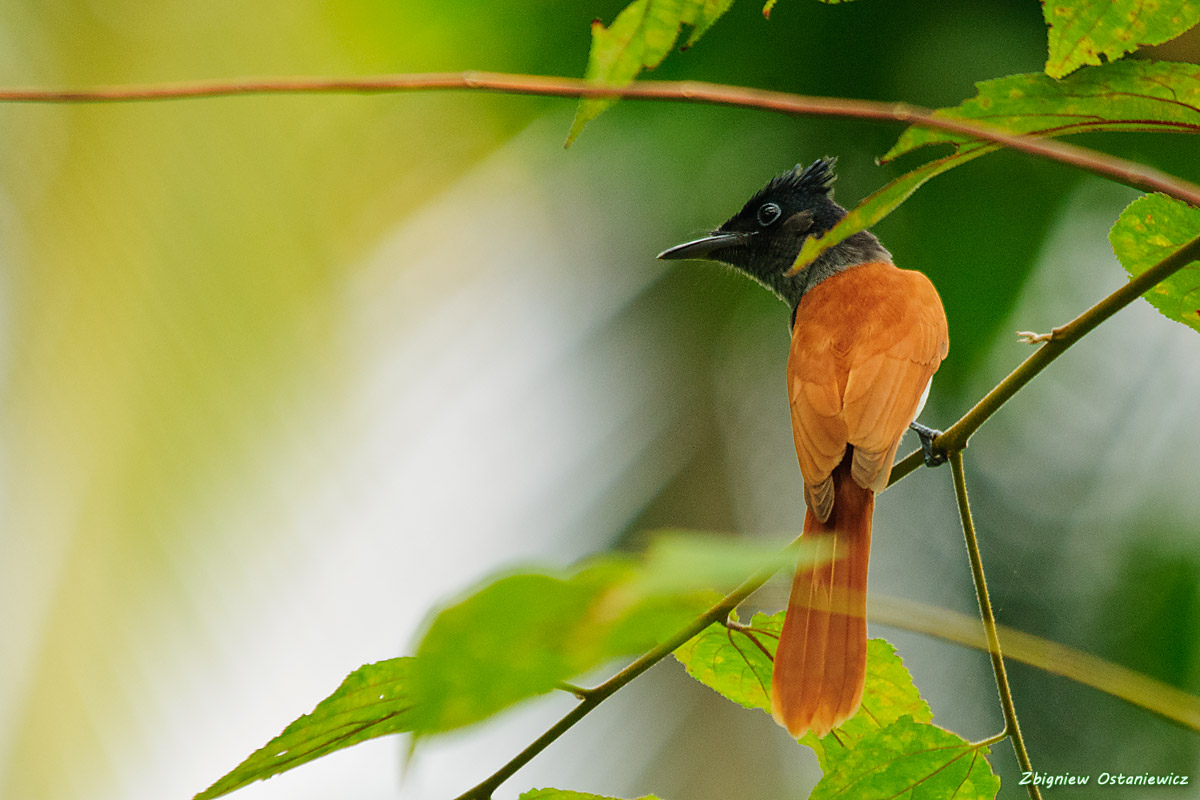 Muchodławka rajska (Terpsiphone paradisi) - Sri Lanka