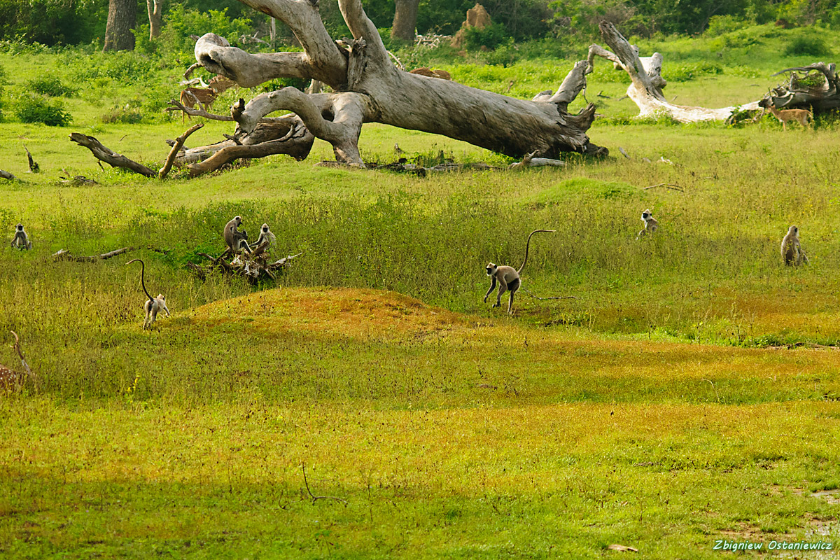 Langur hulman  (Semnopithecus entellus) - Sri Lanka
