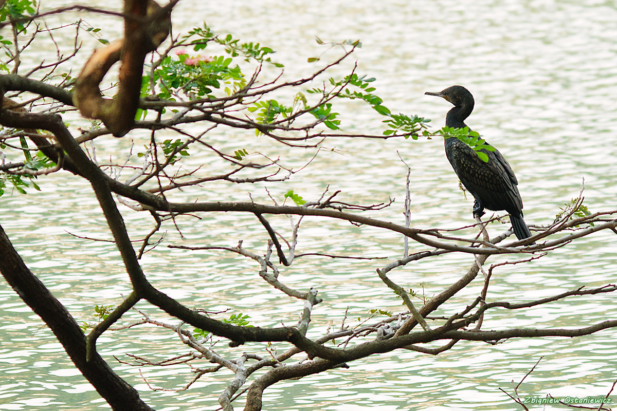 Kormoran skromny (Phalacrocorax niger) - Sri Lanka