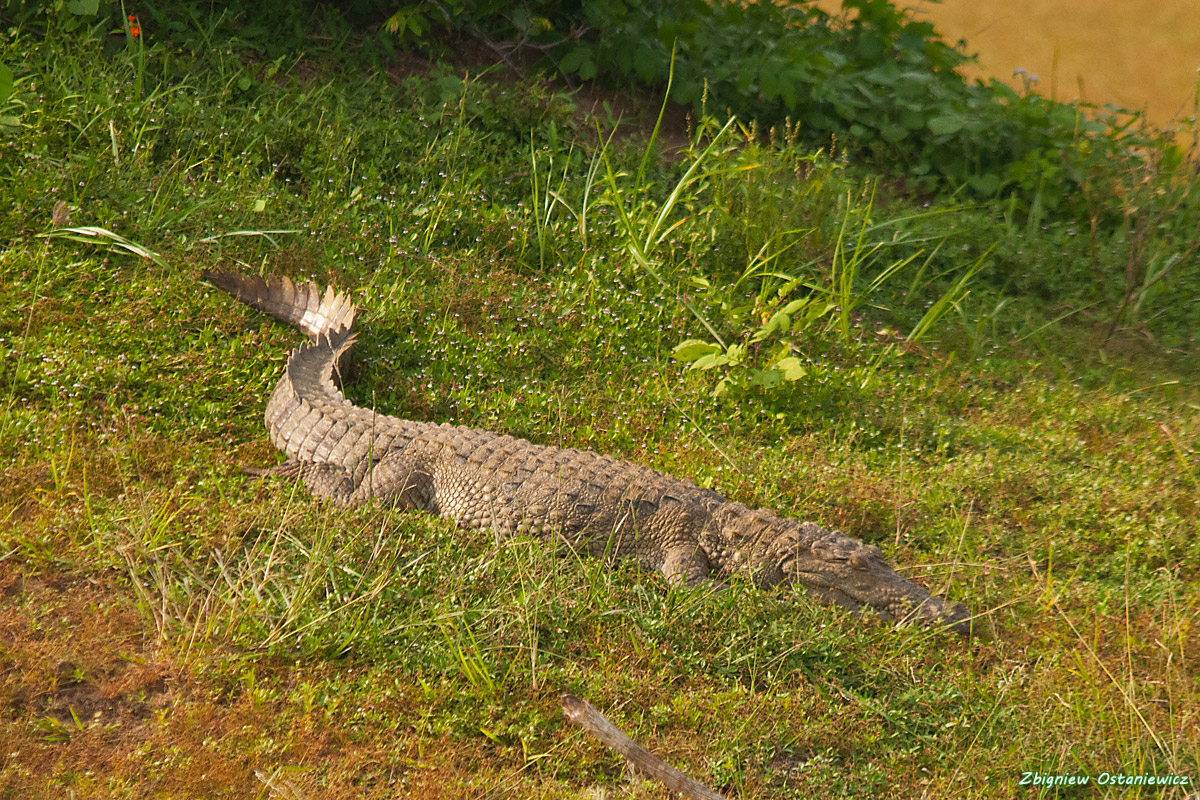 Krokodyl błotny (Crocodylus palustris) - Sri Lanka