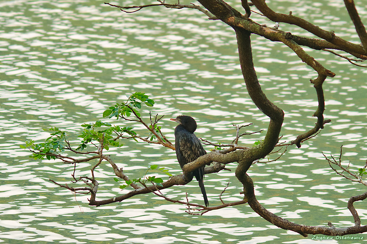 Kormoran skromny (Phalacrocorax niger) - Sri Lanka