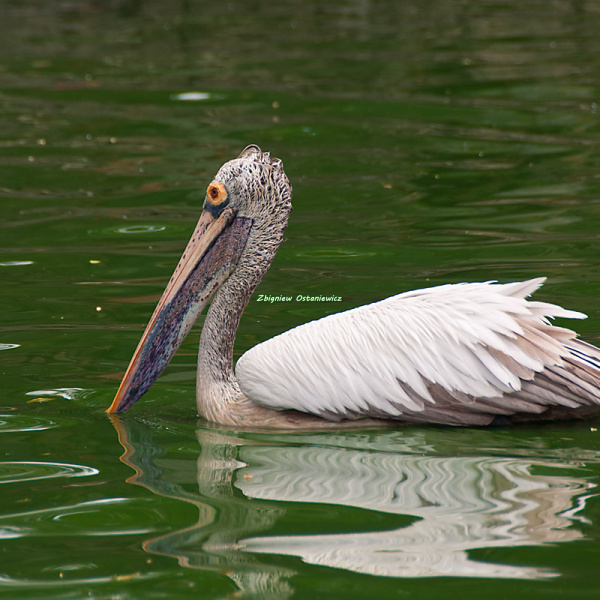 Pelikan indyjski (Pelecanus philippensis) - Sri Lanka