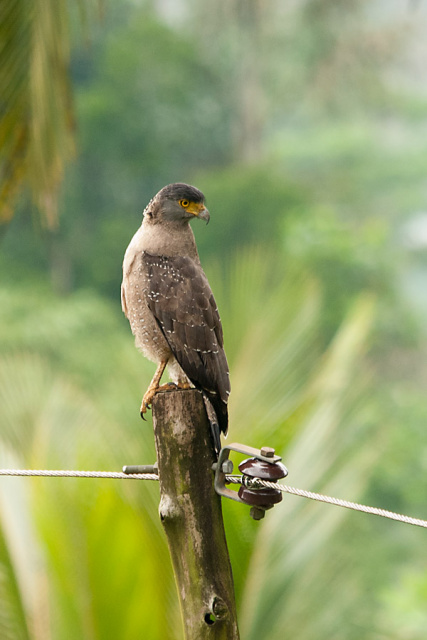 Crested or Philippines Serpent-Eagle (Spilornis [cheela or holospilus]) - Sri Lanka