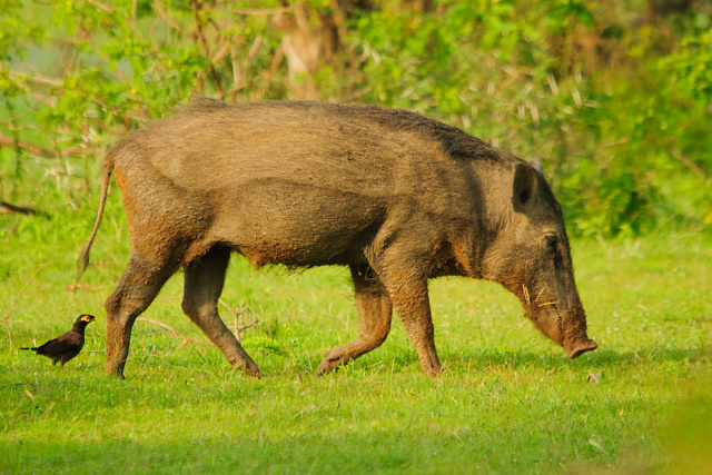Dzika świnia - Sri Lanka
