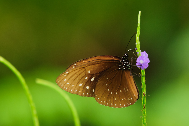 Motyl - Sri Lanka