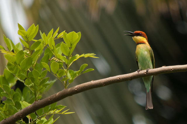 Żołna obrożna (Merops leschenaulti) - Sri Lanka