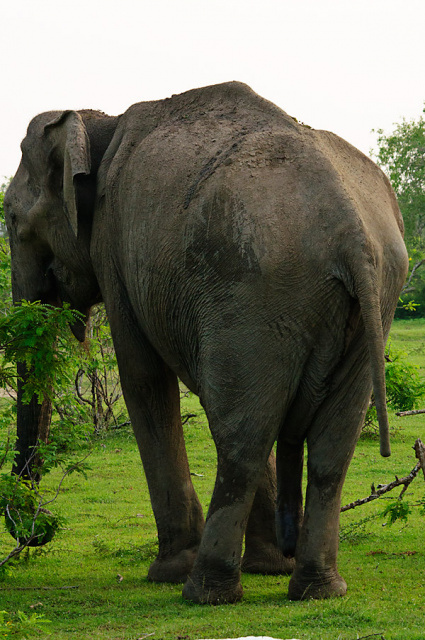 Słoń indyjski (Elephas maximus) - Sri Lanka