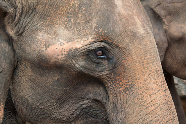 Słoń indyjski (Elephas maximus) - Sri Lanka - sierociniec słoni