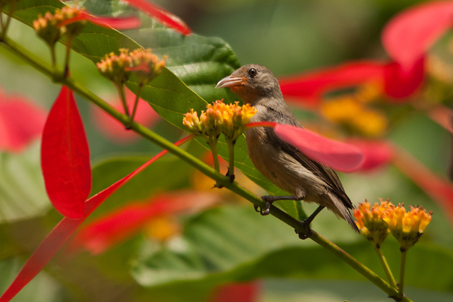 Pale-billed Flowerpecker (ceylonense) (Dicaeum erythrorhynchos ceylonense) - Sri Lanka