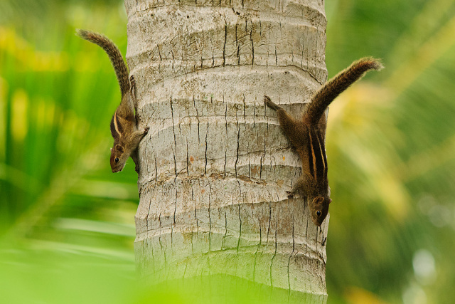 Wiewiórka palmowa (Funambulus palmarum) - Sri Lanka