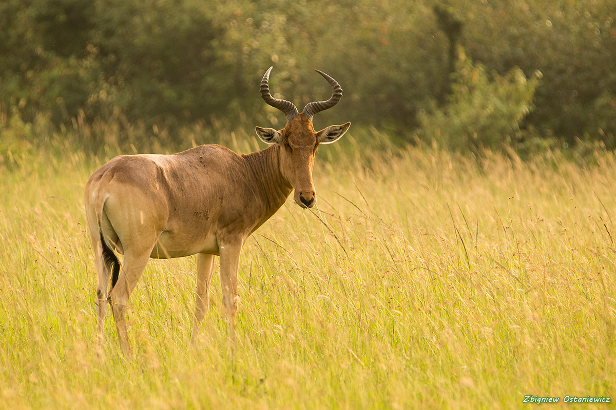 Bawolec  (Alcelaphus) - Kenia