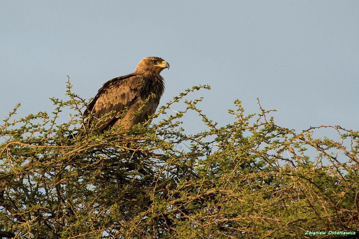 Orzeł sawannowy (Aquila rapax) - Kenia