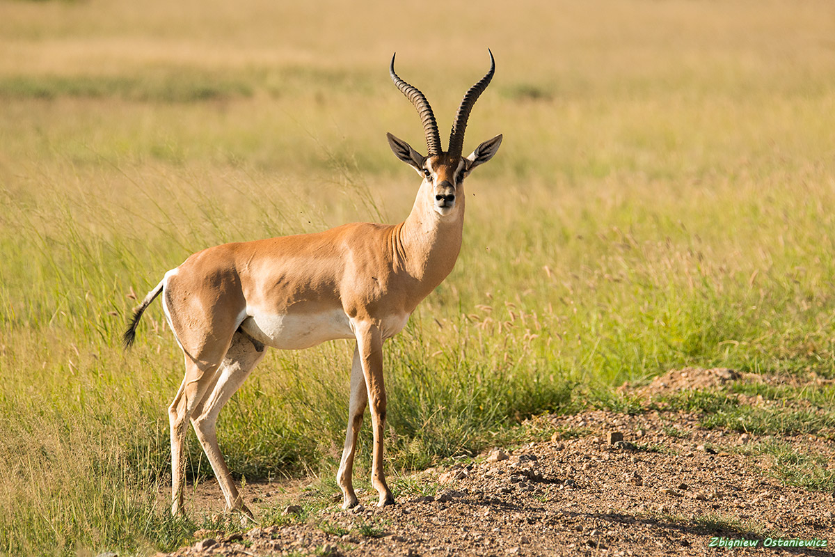 Gazela Granta (Gazella granti) - Kenia