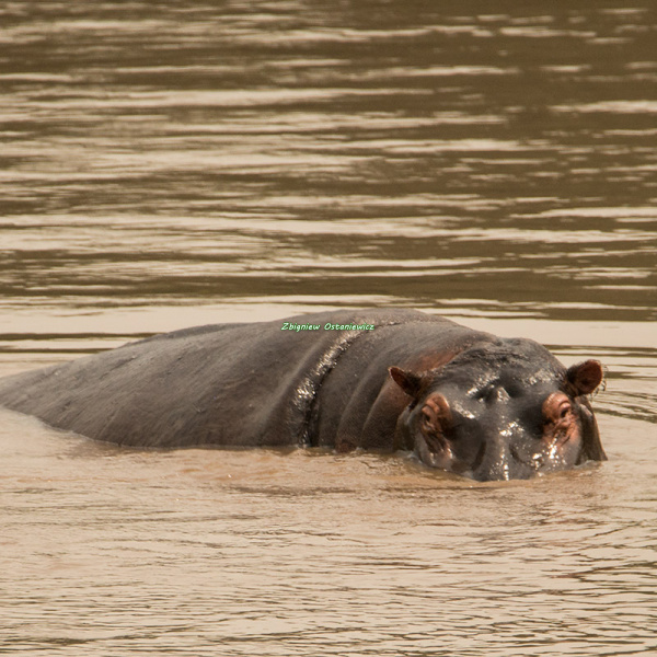 Hipopotam nilowy (Hippopotamus amphibius) - Kenia