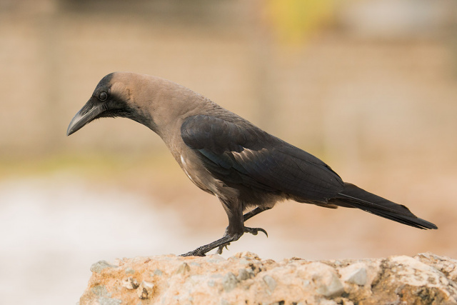 Wrona orientalna (Corvus splendens) - Kenia