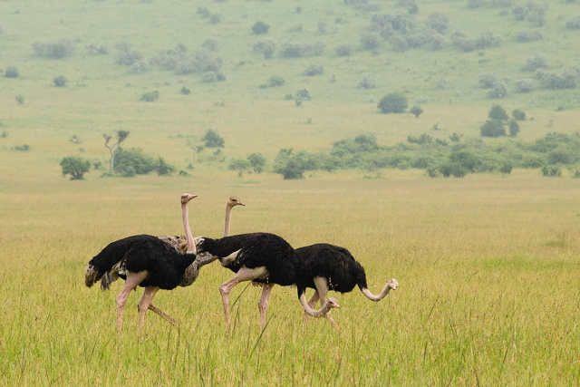 Struś (Struthio camelus) - Kenia