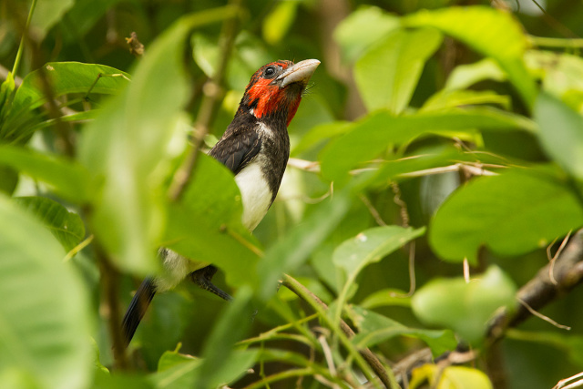  Wąsal czerwonogłowy (Pogonornis melanopterus) - Kenia