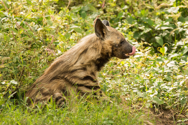 Hiena pręgowana (Hyaena hyaena) - Kenia