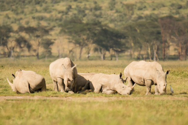 Nosorożec biały  (Ceratotherium simum) - Kenia