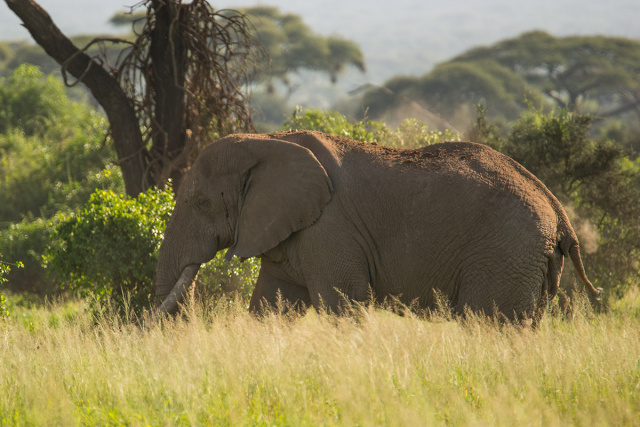 Słoń afrykański (Loxodonta africana) - Kenia
