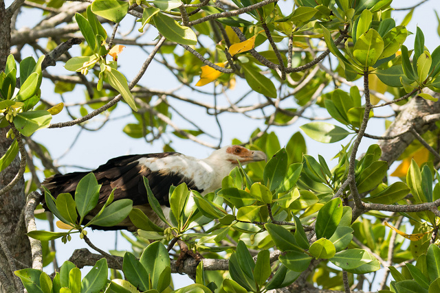 Palmojad (Gypohierax angolensis) - Kenia