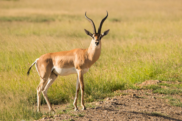 Gazela Granta (Gazella granti) - Kenia