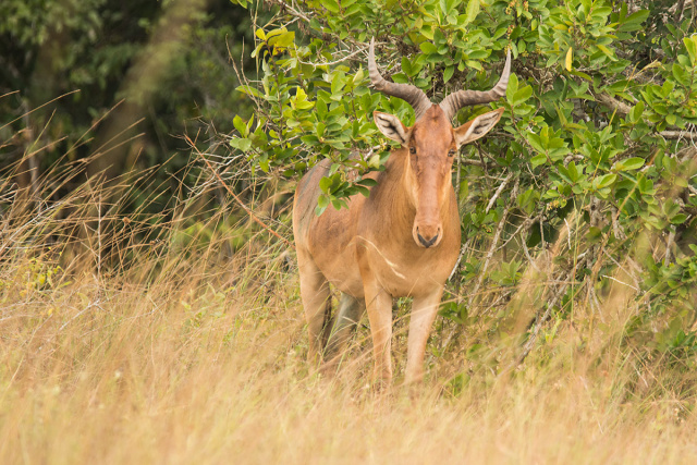 Bawolec  (Alcelaphus) - Kenia