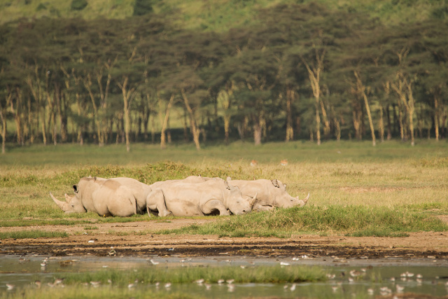 Nosorożec biały  (Ceratotherium simum) - Kenia