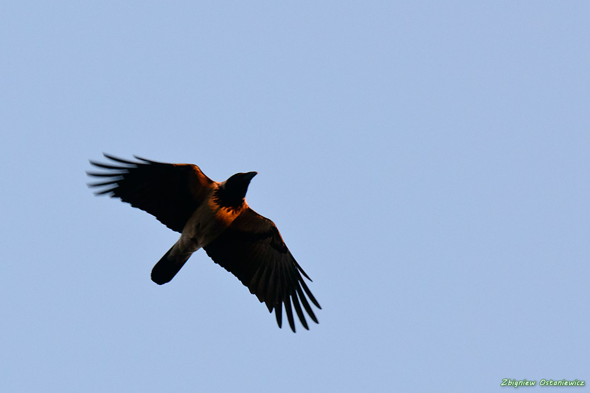 Wrona (Corvus corone) 