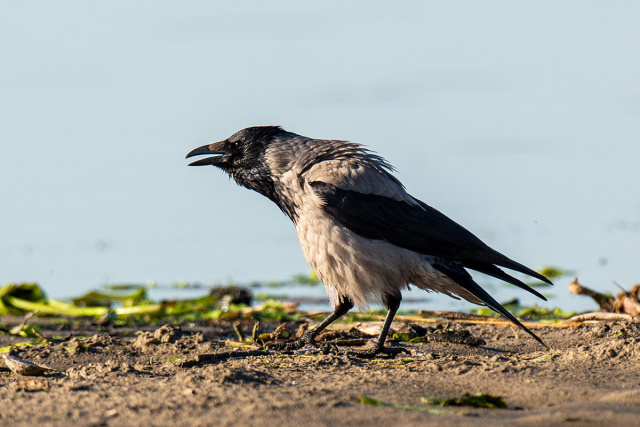 Wrona  (Corvus corone)