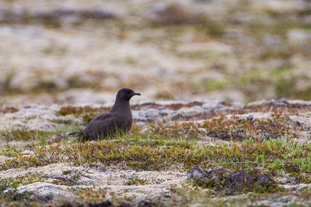 Wydrzyk ostrosterny  (Stercorarius parasiticus) - Islandia