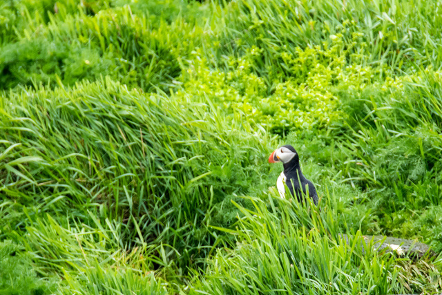 Maskonur zwyczajny (Fratercula arctica) - Islandia