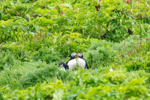 Maskonury zwyczajne (Fratercula arctica) - Islandia