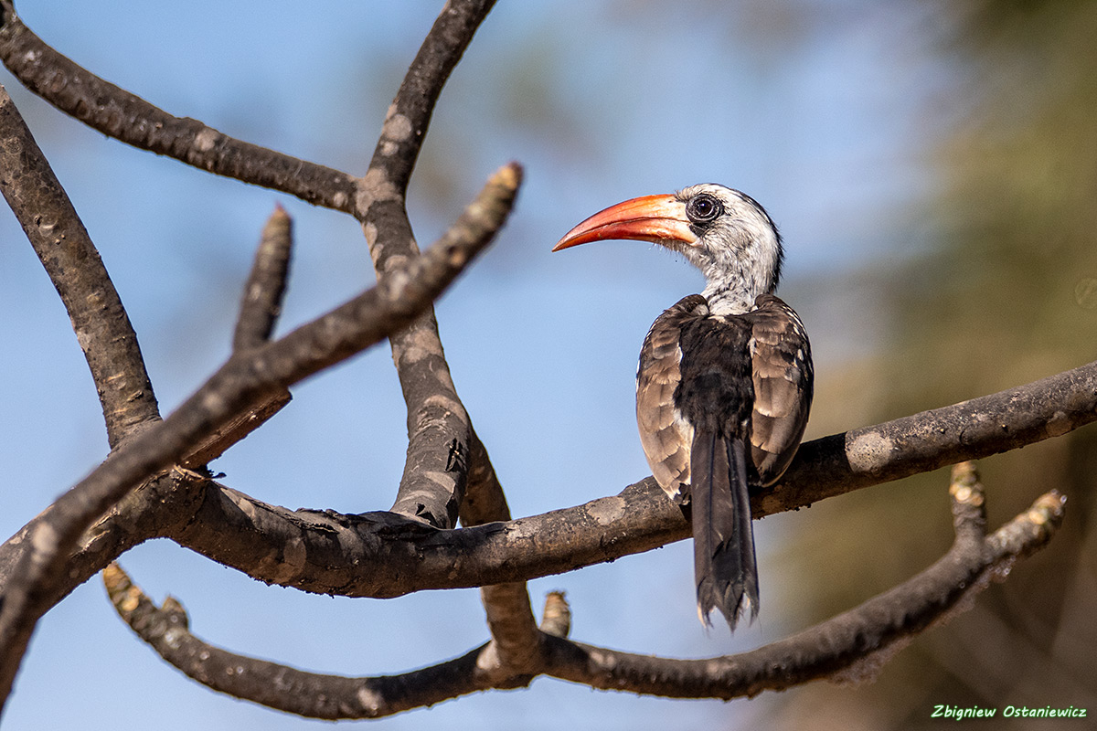 Toko białogrzbiety (Tockus erythrorhynchus) - Gambia