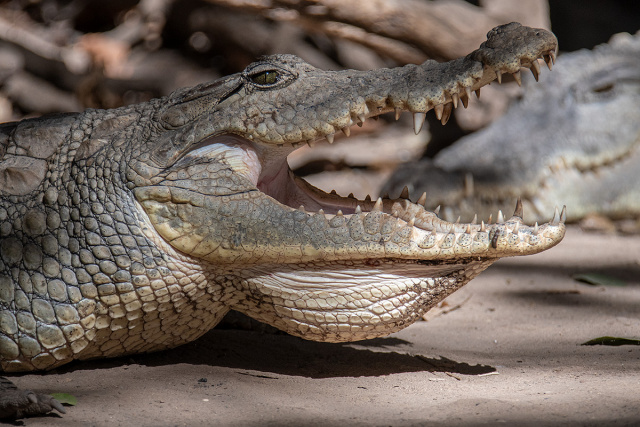 Krokodyl nilowy (Crocodylus niloticus) - Gambia