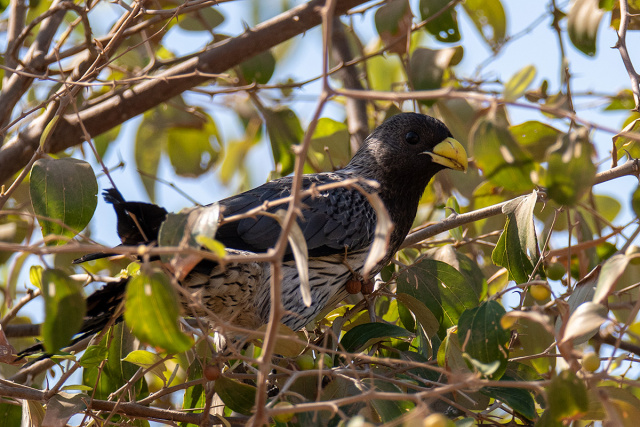 Hałaśnik kreskowany (Crinifer piscator) - Gambia
