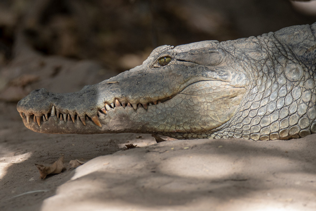 Krokodyl nilowy (Crocodylus niloticus) - Gambia